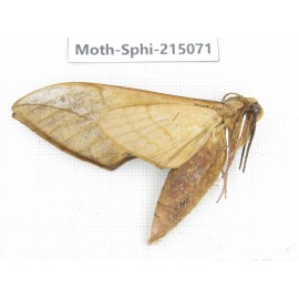 Sphingidae sp. China, Guizhou, Qiandongnan, Rongjiang county.1Pcs. Moth-Sphi-215071.