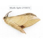 Sphingidae sp. China, Guizhou, Qiandongnan, Rongjiang county.1Pcs. Moth-Sphi-215072.