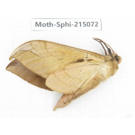 Sphingidae sp. China, Guizhou, Qiandongnan, Rongjiang county.1Pcs. Moth-Sphi-215072.