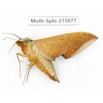 Sphingidae sp. China, Guizhou, Qiandongnan, Rongjiang county.1Pcs. Moth-Sphi-215077.