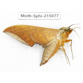 Sphingidae sp. China, Guizhou, Qiandongnan, Rongjiang county.1Pcs. Moth-Sphi-215077.