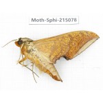 Sphingidae sp. China, Guizhou, Qiandongnan, Rongjiang county.1Pcs. Moth-Sphi-215078.