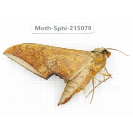 Sphingidae sp. China, Guizhou, Qiandongnan, Rongjiang county.1Pcs. Moth-Sphi-215078.