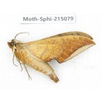 Sphingidae sp. China, Guizhou, Qiandongnan, Rongjiang county.1Pcs. Moth-Sphi-215079.