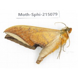 Sphingidae sp. China, Guizhou, Qiandongnan, Rongjiang county.1Pcs. Moth-Sphi-215079.