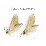 Sphingidae sp. China, Guizhou, Qiandongnan, Rongjiang county.2Pcs. Moth-Sphi-215111.