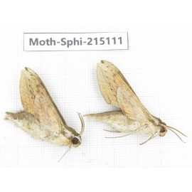 Sphingidae sp. China, Guizhou, Qiandongnan, Rongjiang county.2Pcs. Moth-Sphi-215111.