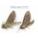 Sphingidae sp. China, Guizhou, Qiandongnan, Rongjiang county.2Pcs. Moth-Sphi-215115.