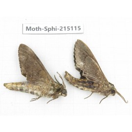 Sphingidae sp. China, Guizhou, Qiandongnan, Rongjiang county.2Pcs. Moth-Sphi-215115.