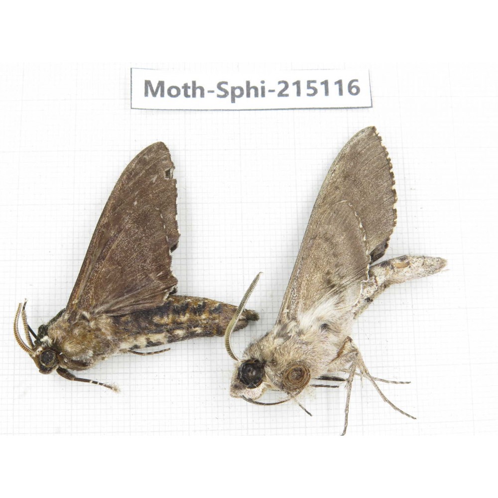 Sphingidae sp. China, Guizhou, Qiandongnan, Rongjiang county.2Pcs. Moth-Sphi-215116.