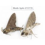 Sphingidae sp. China, Guizhou, Qiandongnan, Rongjiang county.2Pcs. Moth-Sphi-215116.