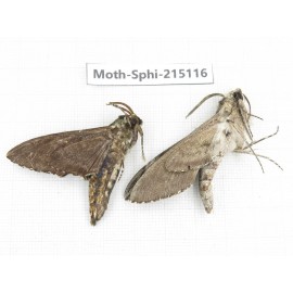 Sphingidae sp. China, Guizhou, Qiandongnan, Rongjiang county.2Pcs. Moth-Sphi-215116.
