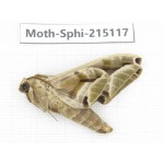 Sphingidae sp. China, Guizhou, Qiandongnan, Rongjiang county.1Pcs. Moth-Sphi-215117.