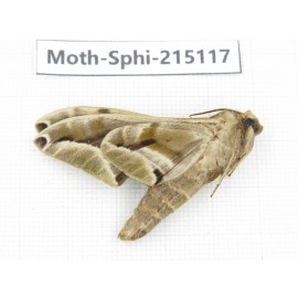 Sphingidae sp. China, Guizhou, Qiandongnan, Rongjiang county.1Pcs. Moth-Sphi-215117.