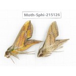 Sphingidae sp. China, Guizhou, Qiandongnan, Rongjiang county.2Pcs. Moth-Sphi-215126.