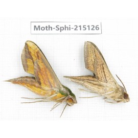 Sphingidae sp. China, Guizhou, Qiandongnan, Rongjiang county.2Pcs. Moth-Sphi-215126.