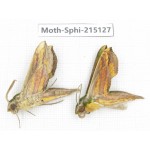 Sphingidae sp. China, Guizhou, Qiandongnan, Rongjiang county.2Pcs. Moth-Sphi-215127.