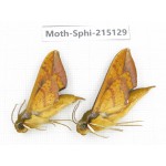 Sphingidae sp. China, Guizhou, Qiandongnan, Rongjiang county.2Pcs. Moth-Sphi-215129.