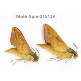 Sphingidae sp. China, Guizhou, Qiandongnan, Rongjiang county.2Pcs. Moth-Sphi-215129.