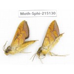 Sphingidae sp. China, Guizhou, Qiandongnan, Rongjiang county.2Pcs. Moth-Sphi-215130.