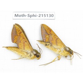 Sphingidae sp. China, Guizhou, Qiandongnan, Rongjiang county.2Pcs. Moth-Sphi-215130.