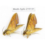 Sphingidae sp. China, Guizhou, Qiandongnan, Rongjiang county.2Pcs. Moth-Sphi-215131.