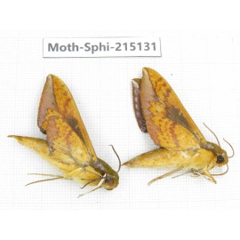 Sphingidae sp. China, Guizhou, Qiandongnan, Rongjiang county.2Pcs. Moth-Sphi-215131.
