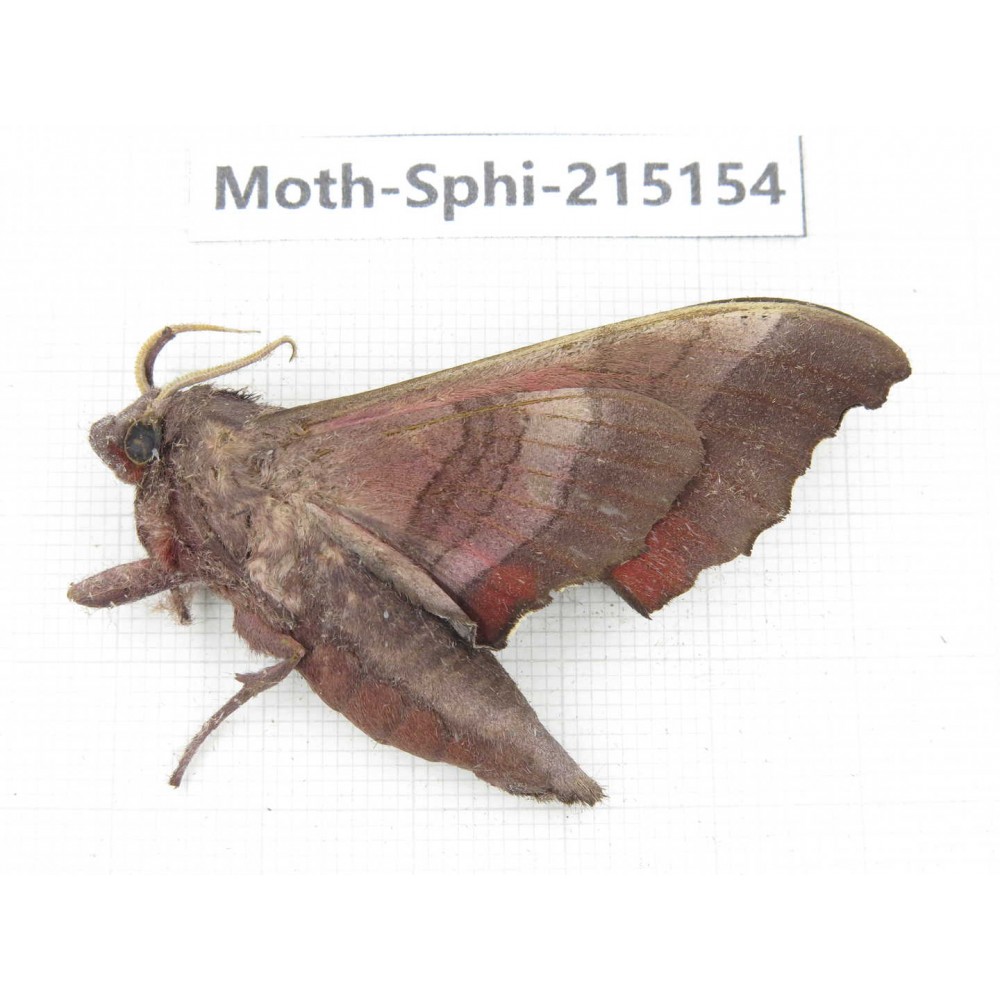 Sphingidae sp. China, Guizhou, Qiandongnan, Rongjiang county.1Pcs. Moth-Sphi-215154.