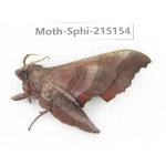 Sphingidae sp. China, Guizhou, Qiandongnan, Rongjiang county.1Pcs. Moth-Sphi-215154.