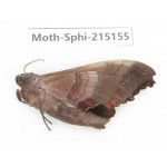 Sphingidae sp. China, Guizhou, Qiandongnan, Rongjiang county.1Pcs. Moth-Sphi-215155.