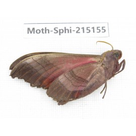Sphingidae sp. China, Guizhou, Qiandongnan, Rongjiang county.1Pcs. Moth-Sphi-215155.