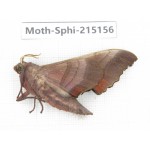 Sphingidae sp. China, Guizhou, Qiandongnan, Rongjiang county.1Pcs. Moth-Sphi-215156.