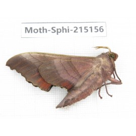 Sphingidae sp. China, Guizhou, Qiandongnan, Rongjiang county.1Pcs. Moth-Sphi-215156.