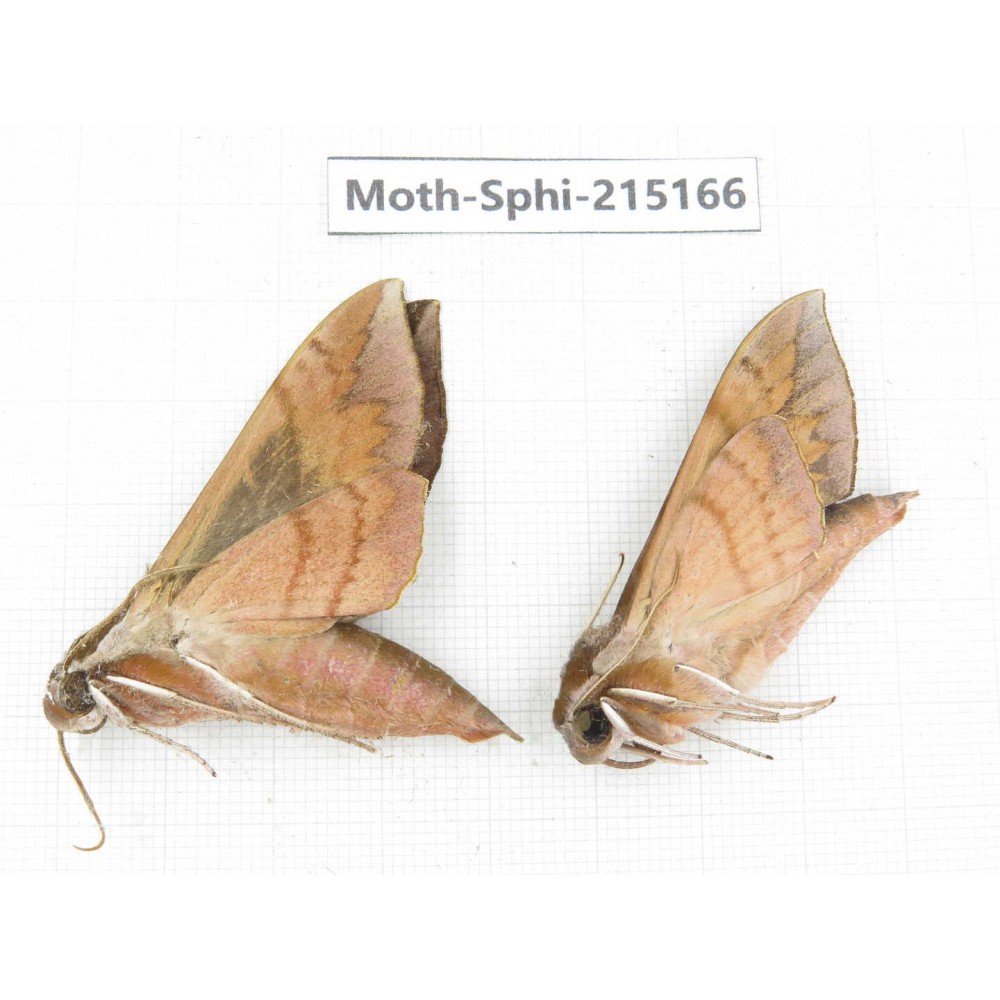 Sphingidae sp. China, Guizhou, Qiandongnan, Rongjiang county.2Pcs. Moth-Sphi-215166.