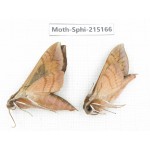 Sphingidae sp. China, Guizhou, Qiandongnan, Rongjiang county.2Pcs. Moth-Sphi-215166.