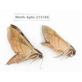 Sphingidae sp. China, Guizhou, Qiandongnan, Rongjiang county.2Pcs. Moth-Sphi-215166.