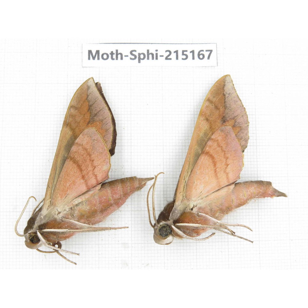 Sphingidae sp. China, Guizhou, Qiandongnan, Rongjiang county.2Pcs. Moth-Sphi-215167.