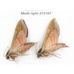 Sphingidae sp. China, Guizhou, Qiandongnan, Rongjiang county.2Pcs. Moth-Sphi-215167.