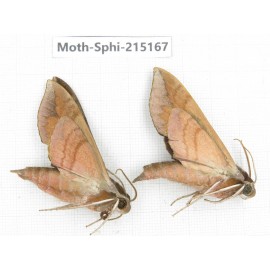 Sphingidae sp. China, Guizhou, Qiandongnan, Rongjiang county.2Pcs. Moth-Sphi-215167.