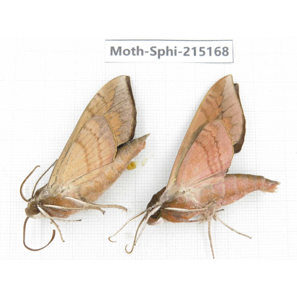 Sphingidae sp. China, Guizhou, Qiandongnan, Rongjiang county.2Pcs. Moth-Sphi-215168.