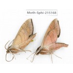 Sphingidae sp. China, Guizhou, Qiandongnan, Rongjiang county.2Pcs. Moth-Sphi-215168.