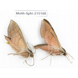 Sphingidae sp. China, Guizhou, Qiandongnan, Rongjiang county.2Pcs. Moth-Sphi-215168.