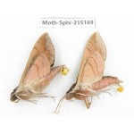 Sphingidae sp. China, Guizhou, Qiandongnan, Rongjiang county.2Pcs. Moth-Sphi-215169.