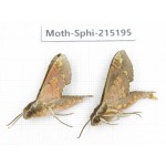 Sphingidae sp. China, Guizhou, Qiandongnan, Rongjiang county.2Pcs. Moth-Sphi-215195.