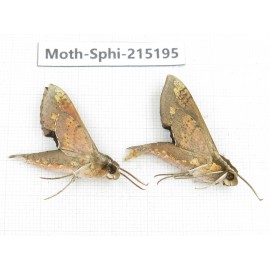 Sphingidae sp. China, Guizhou, Qiandongnan, Rongjiang county.2Pcs. Moth-Sphi-215195.