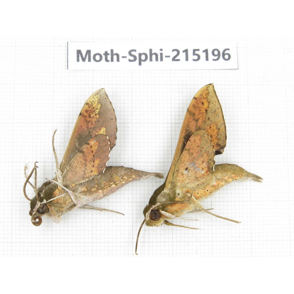 Sphingidae sp. China, Guizhou, Qiandongnan, Rongjiang county.2Pcs. Moth-Sphi-215196.