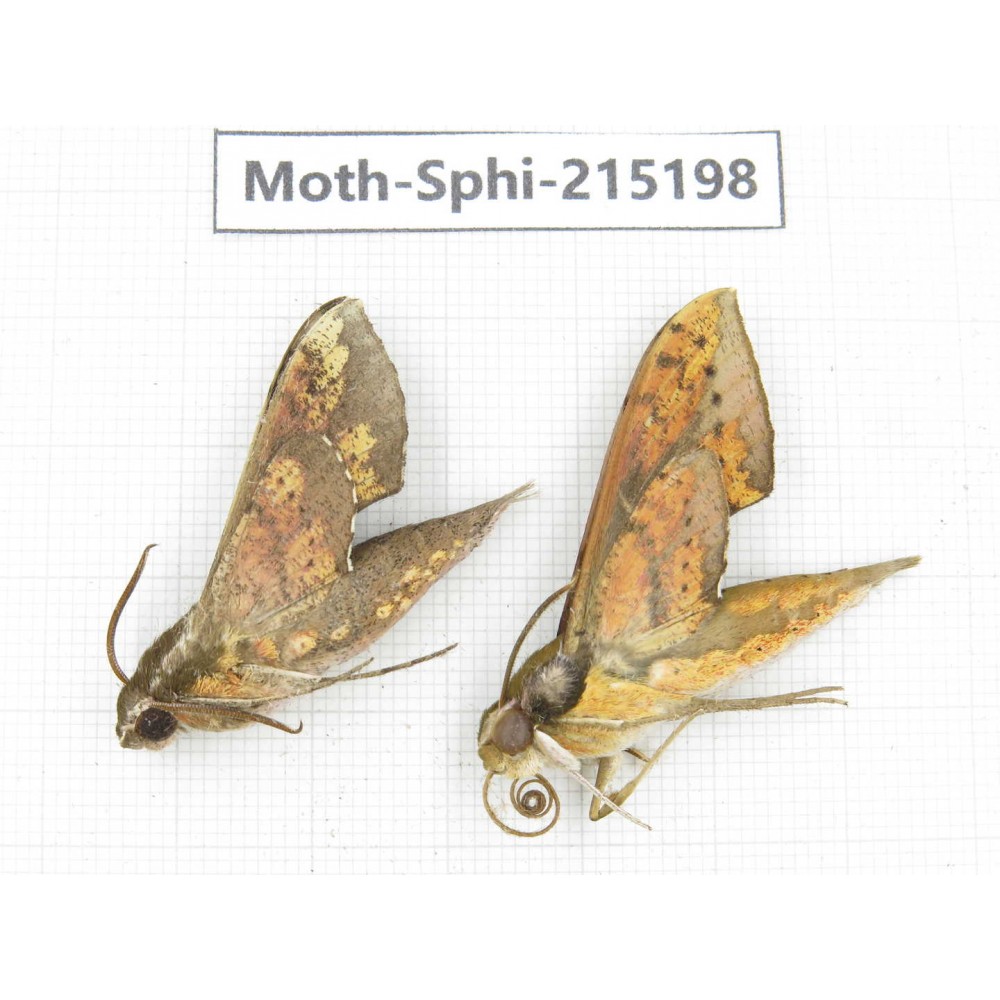 Sphingidae sp. China, Guizhou, Qiandongnan, Rongjiang county.2Pcs. Moth-Sphi-215198.