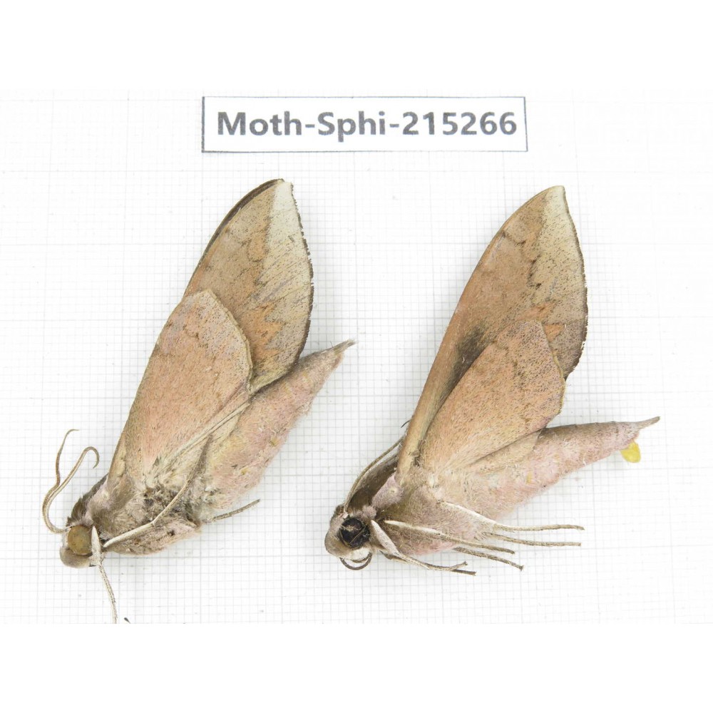 Sphingidae sp. China, Guizhou, Qiandongnan, Rongjiang county.2Pcs. Moth-Sphi-215266.