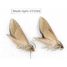 Sphingidae sp. China, Guizhou, Qiandongnan, Rongjiang county.2Pcs. Moth-Sphi-215266.