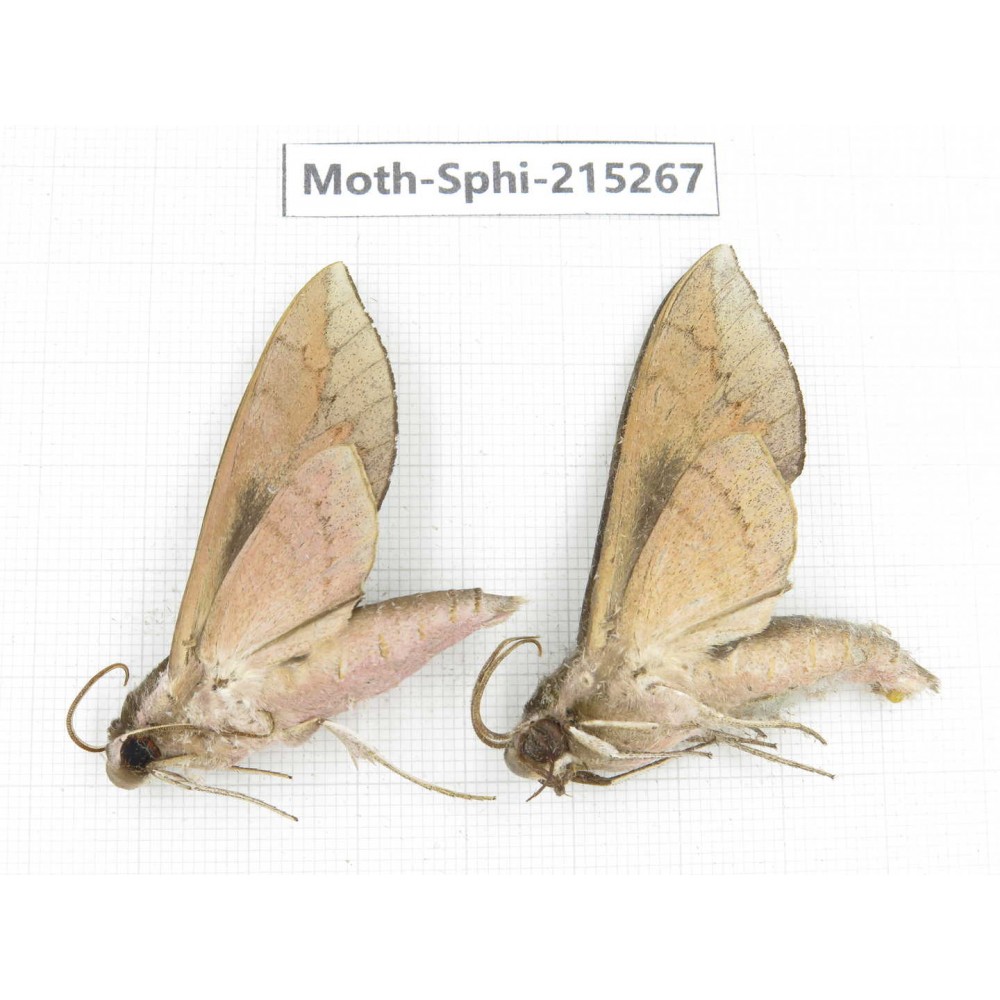 Sphingidae sp. China, Guizhou, Qiandongnan, Rongjiang county.2Pcs. Moth-Sphi-215267.